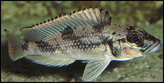 Lepidiolamprologus lemairii